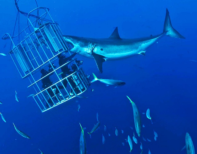 热带海洋中约会鲨鱼的震撼之行,上午出发